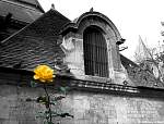 P1000254 rose near pantheon.jpg